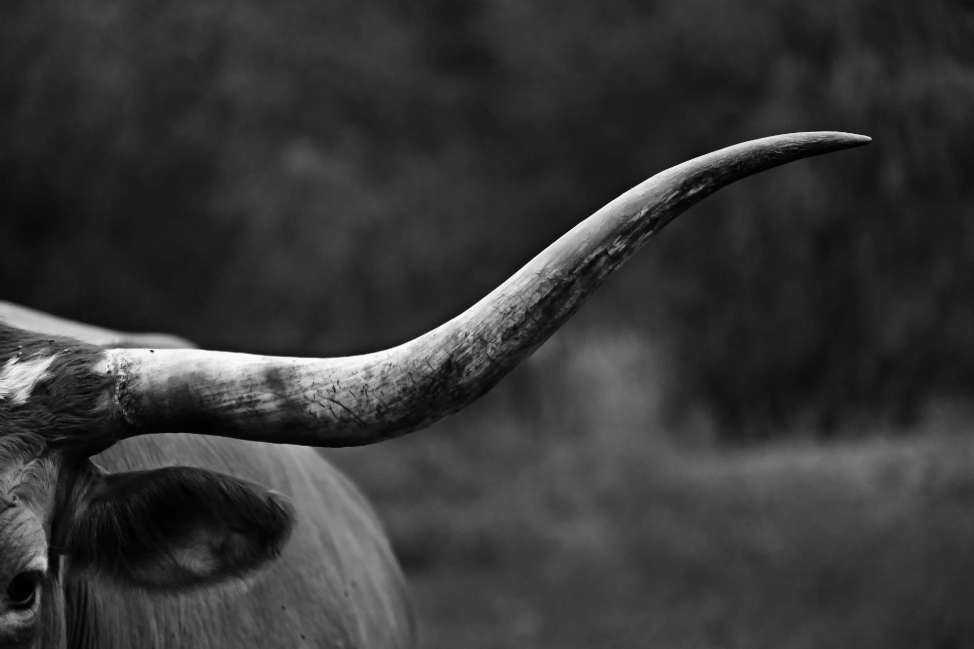 Nahaufnahme eines Stierhorns in Schwarzweiß
